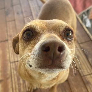 Meet your Posher, Max